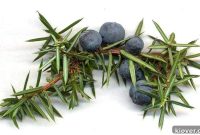 Gin From Definition to Diverse Styles