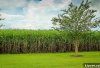 Sugarcane to Spirit: The Dawn of Rum